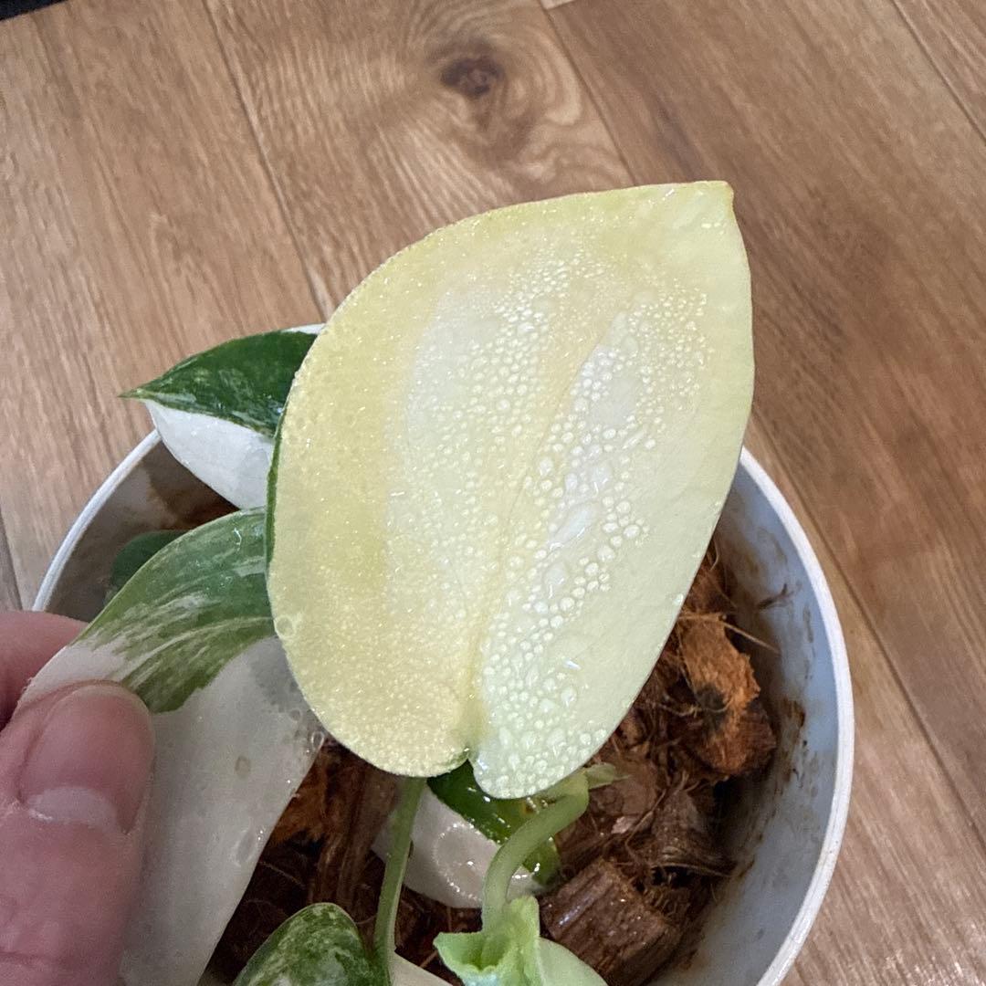 【斑入り】スキンダプサス ジェイドサテン　一株