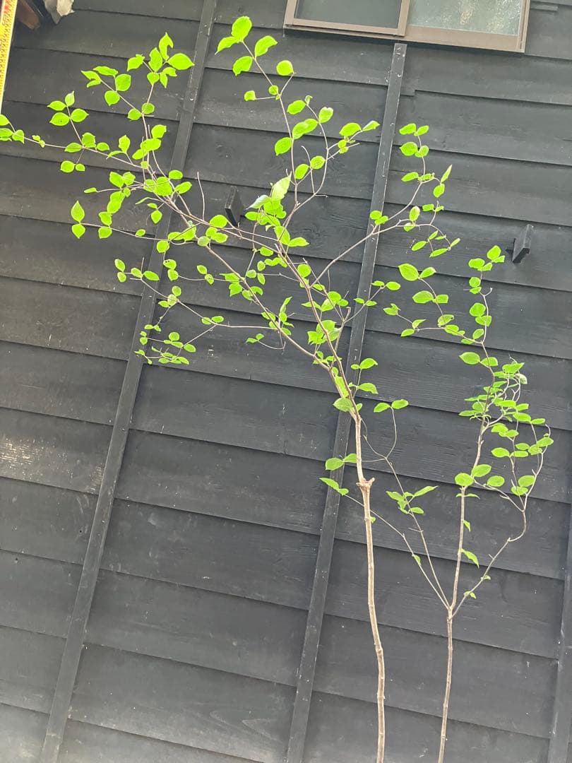 1 山採り　ヤマボウシ