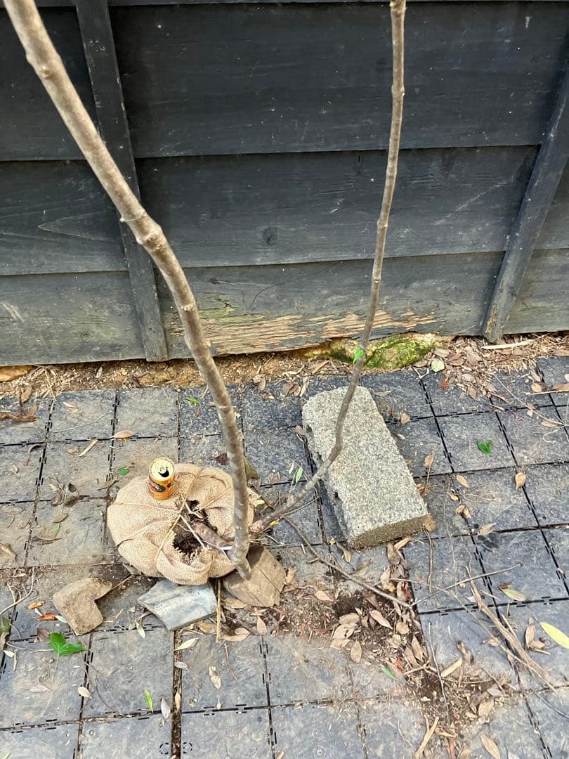 1 山採り　ヤマボウシ