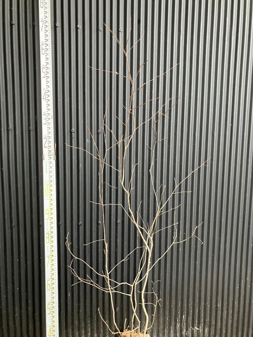 山採り　アズキナシ