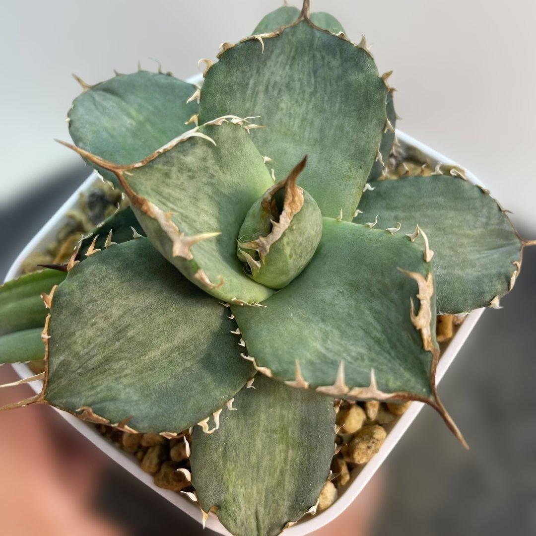 アガベ　チタノタ　白妖　散り斑タイプ　縞斑