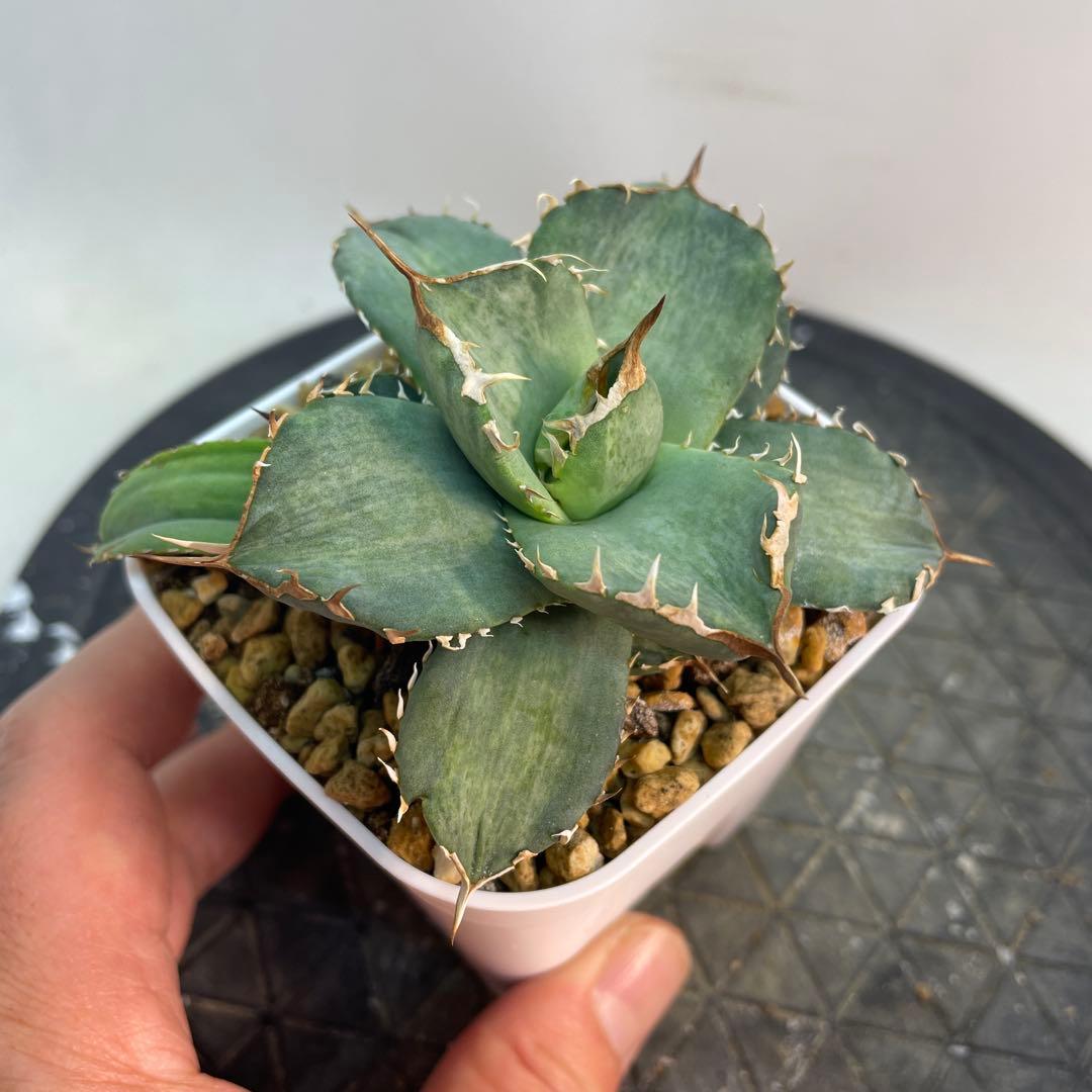 アガベ　チタノタ　白妖　散り斑タイプ　縞斑