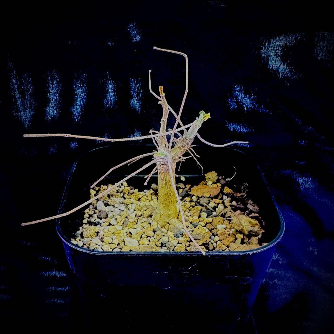 ぽん様 ボスウェリア サクラ 実生 灌木 塊根植物 コーデックス