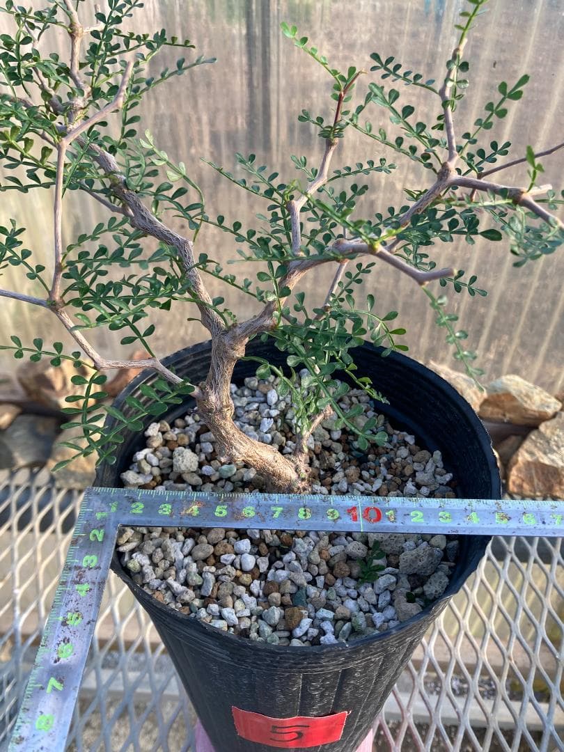 オペルクリカリア・パキプス(根挿し)No5