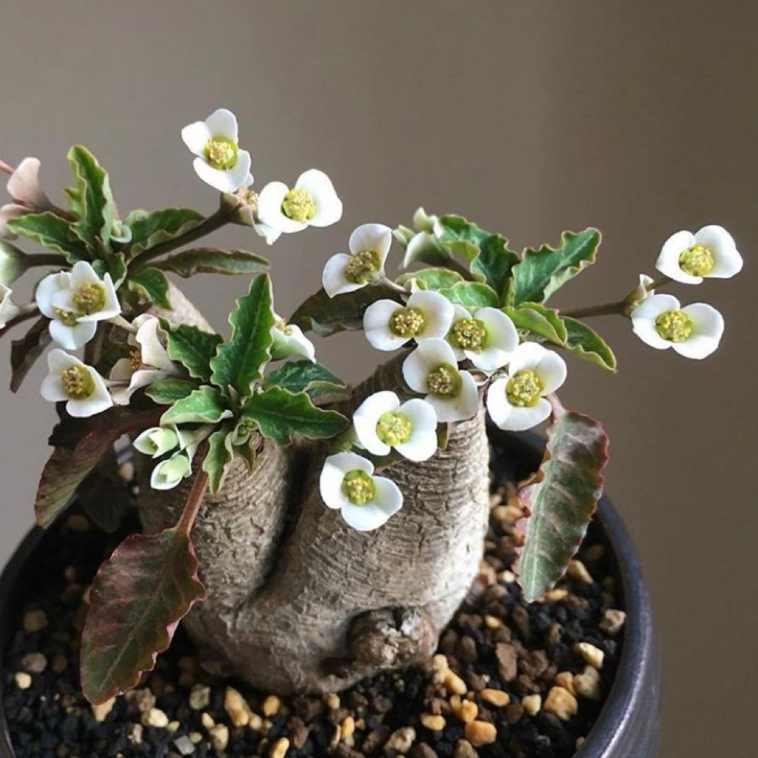 フィッシュボーン　スパルリンギー　ユーフォルビア