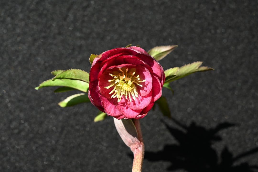 クリスマスローズ　ddカップ咲きレッドパープル　加藤農園