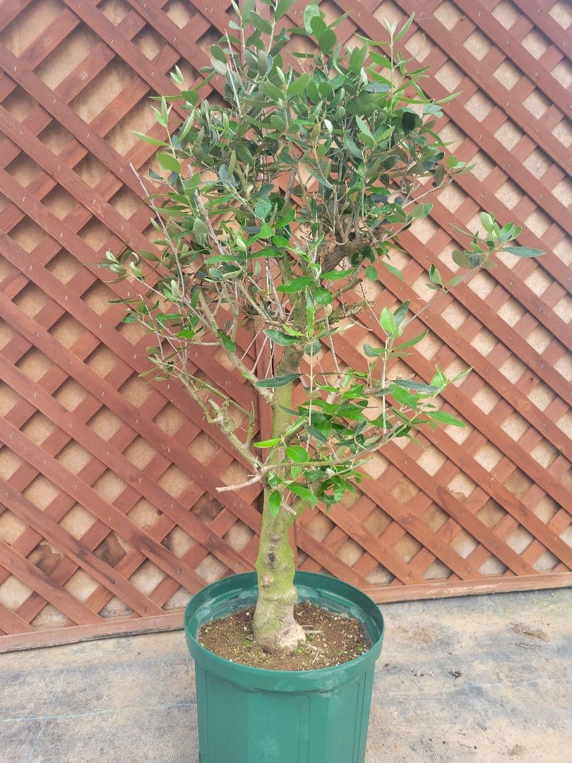 【希少】オリーブの木 カラマタ