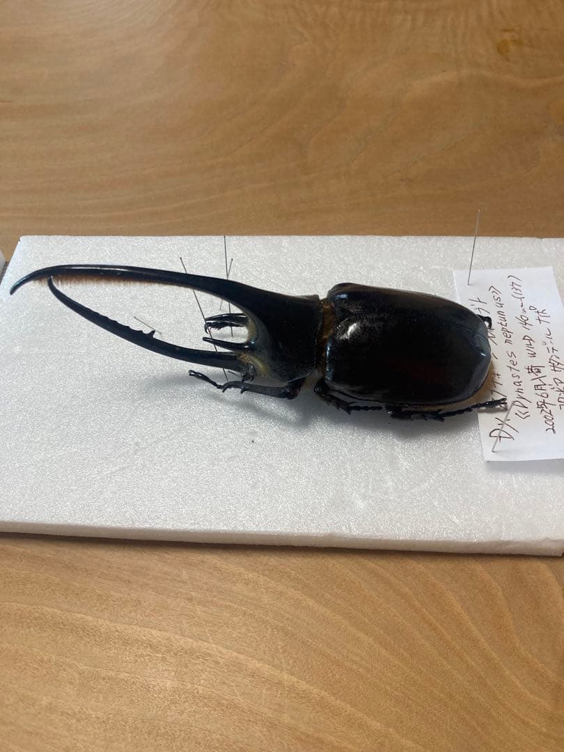 ネプチューンオオカブト♂野外品標本