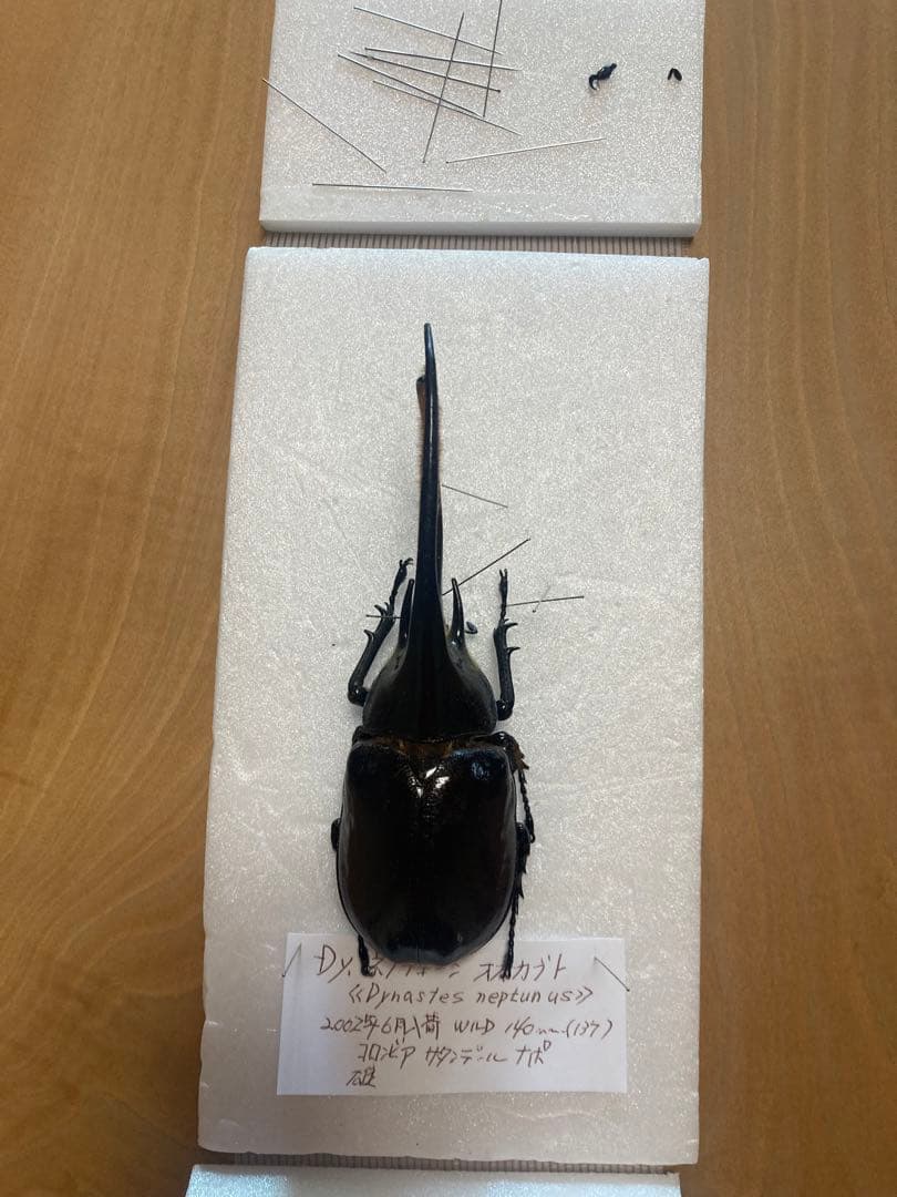 ネプチューンオオカブト♂野外品標本