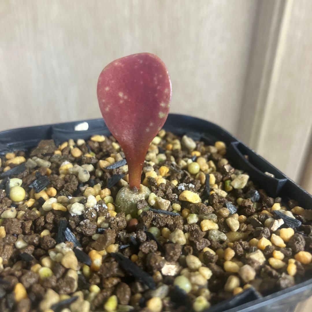 レア　ユーフォルビア　サピニー×カンダレンシス　実生　ハイブリッド　サボテン