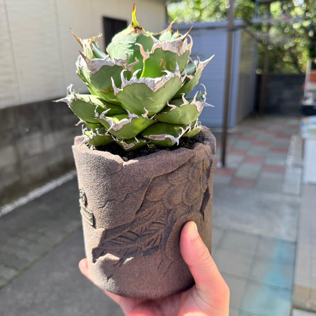 アガベ 魔丸 完璧大株 12cmぐらい 海外から輸入高級鉢 綺麗に洗えます
