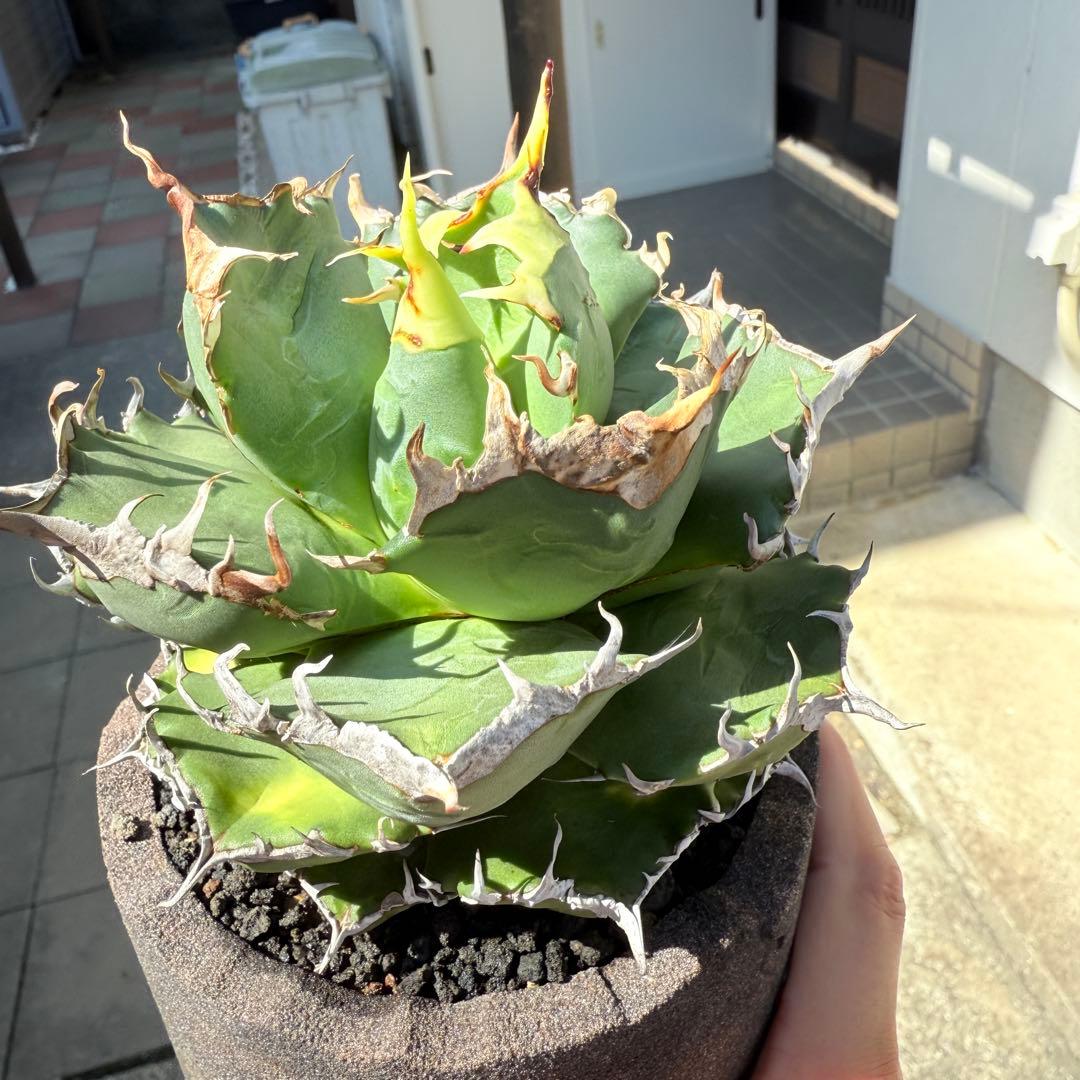 アガベ 魔丸 完璧大株 12cmぐらい 海外から輸入高級鉢 綺麗に洗えます