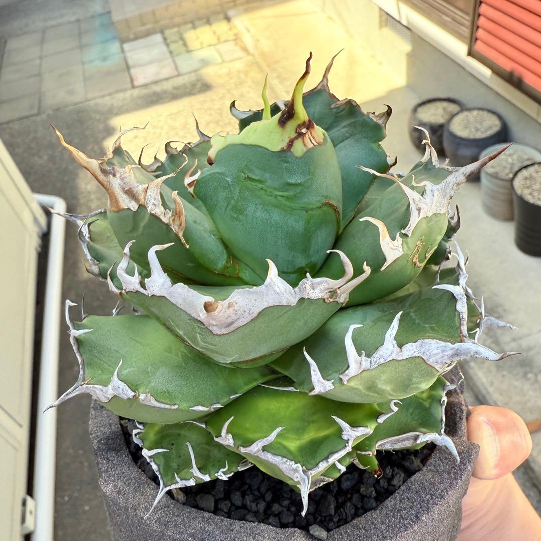 アガベ 魔丸 完璧大株 12cmぐらい 海外から輸入高級鉢 綺麗に洗えます