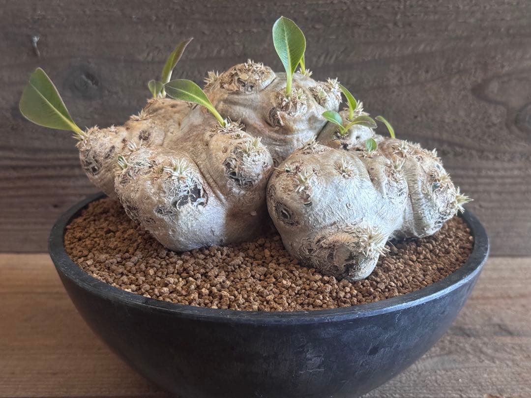 【古大型株】 恵比寿笑 パキポディウム ブレビカウレ 現地球 塊根植物