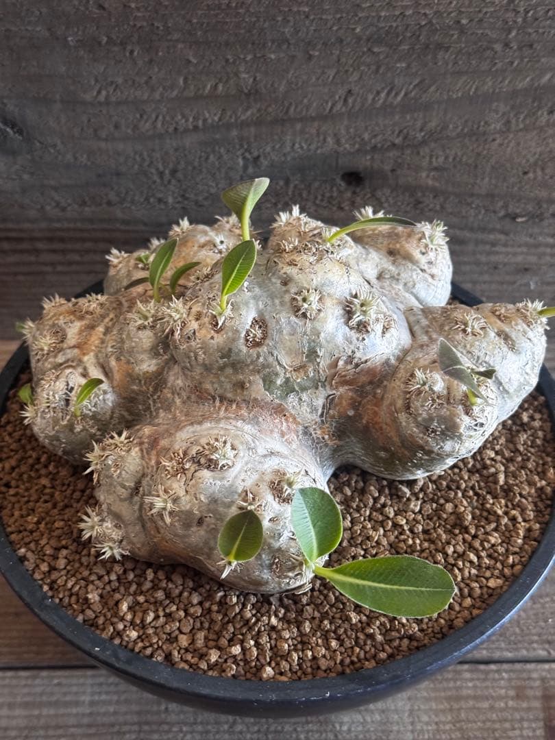 【古大型株】 恵比寿笑 パキポディウム ブレビカウレ 現地球 塊根植物