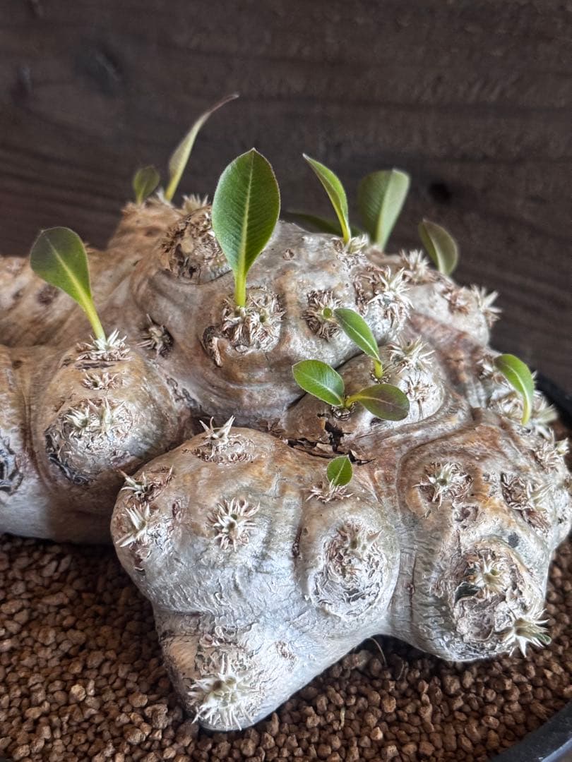 【古大型株】 恵比寿笑 パキポディウム ブレビカウレ 現地球 塊根植物