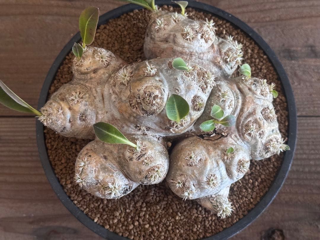 【古大型株】 恵比寿笑 パキポディウム ブレビカウレ 現地球 塊根植物