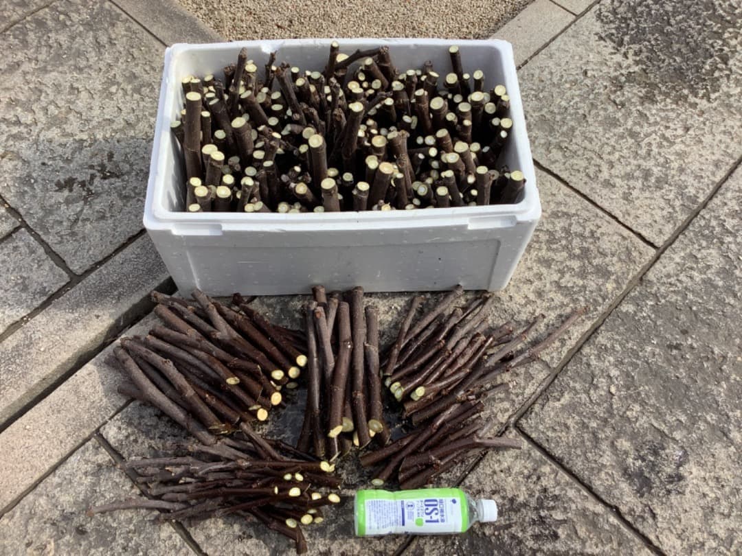 イチジク【蓬莱柿・ホウライシ】挿し穂枝【100サイズ箱に詰め放題】