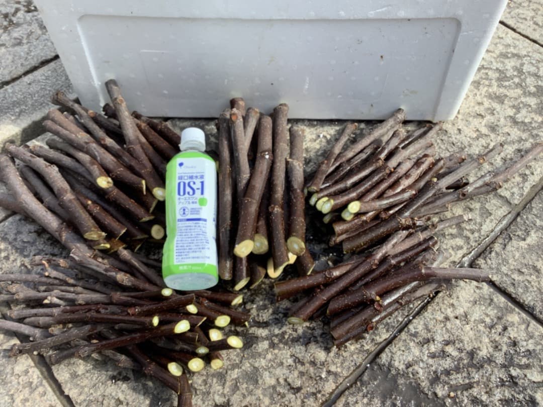 イチジク【蓬莱柿・ホウライシ】挿し穂枝【100サイズ箱に詰め放題】