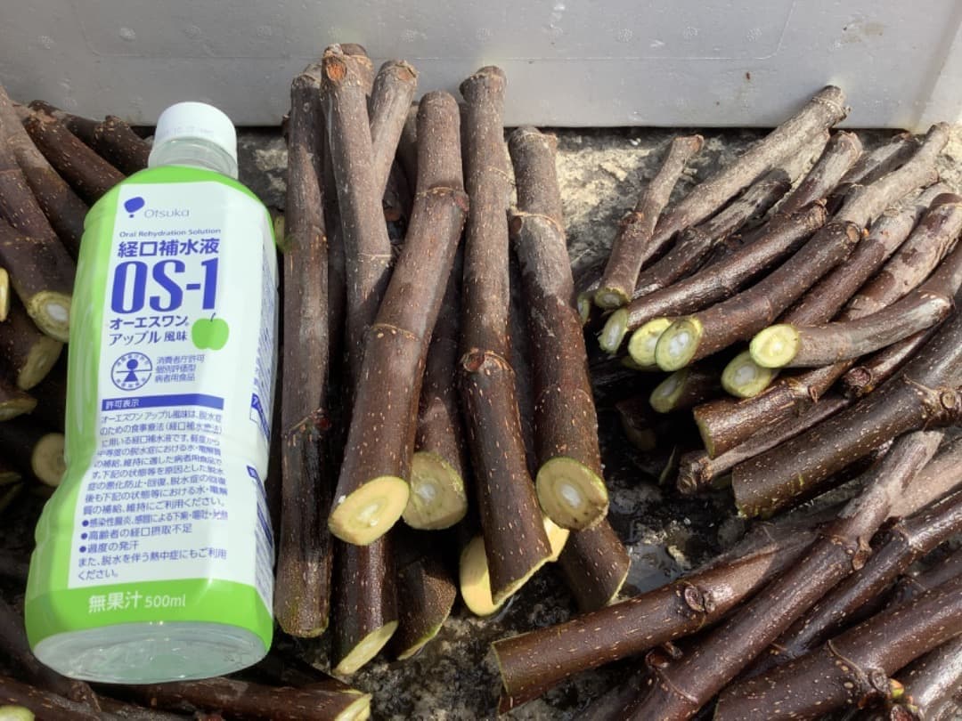 イチジク【蓬莱柿・ホウライシ】挿し穂枝【100サイズ箱に詰め放題】