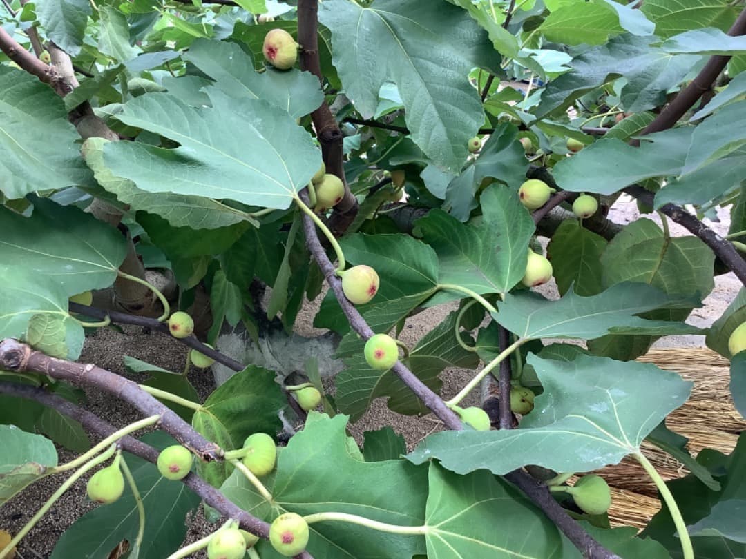 イチジク【蓬莱柿・ホウライシ】挿し穂枝【100サイズ箱に詰め放題】