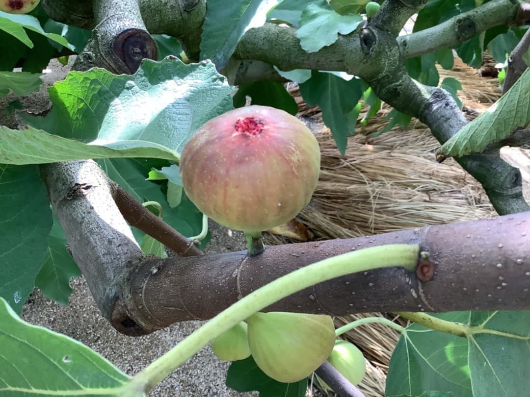 イチジク【蓬莱柿・ホウライシ】挿し穂枝【100サイズ箱に詰め放題】