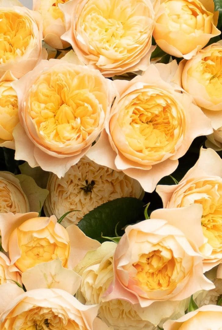 連絡専用ページ