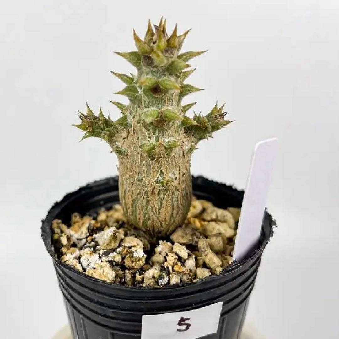 パキポディウム・ウィンゾリー 実生5