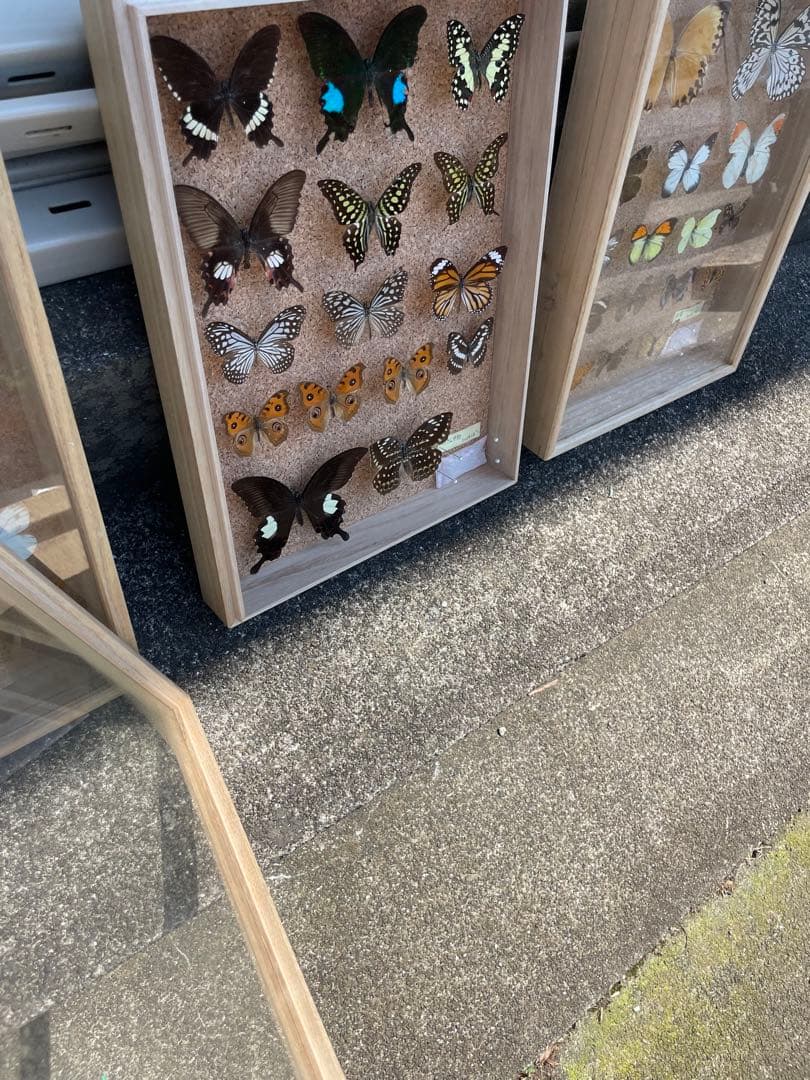 値下げ　蝶　標本　013 ケースサイズ40×30センチ 厚さ6センチ