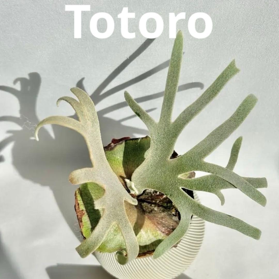 【メルカリ便】P. Willinckii Totoro' （spore）【98】