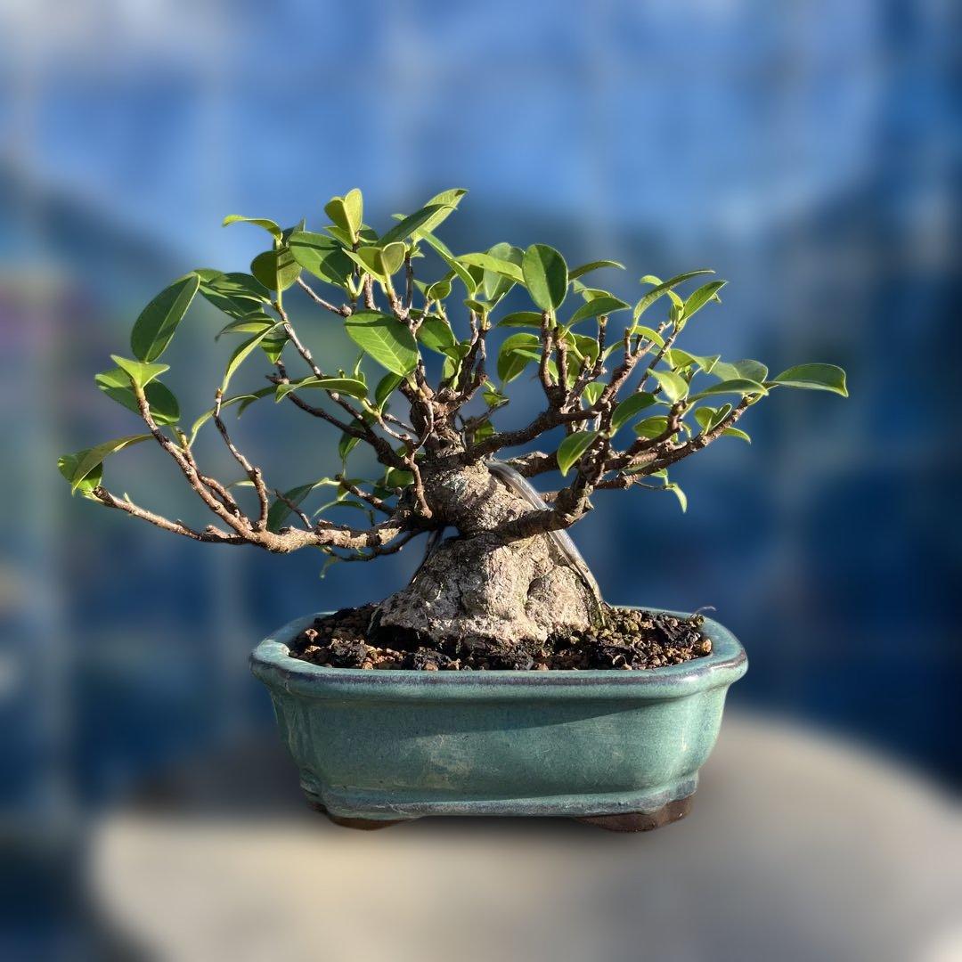 小葉ガジュマル4