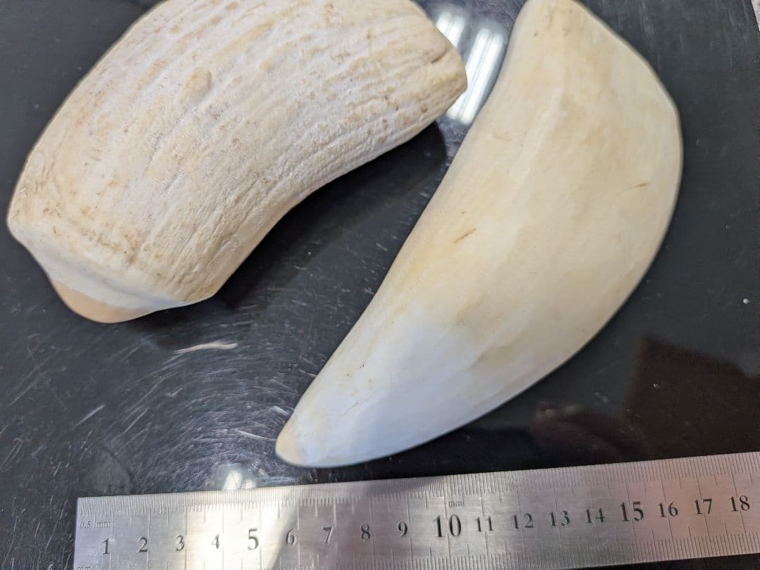 マッコウ鯨歯　本物オス歯メス歯セット