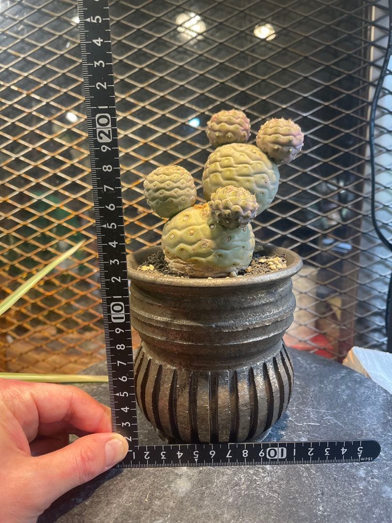 テフロカクタス　ゲオメトリクス　極上株　作家鉢