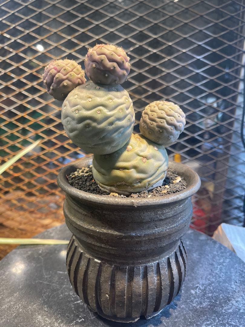 テフロカクタス　ゲオメトリクス　極上株　作家鉢