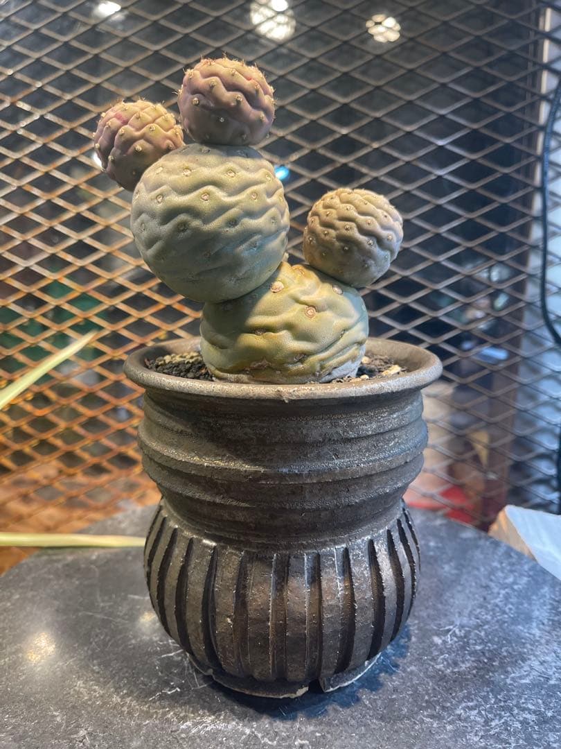 テフロカクタス　ゲオメトリクス　極上株　作家鉢