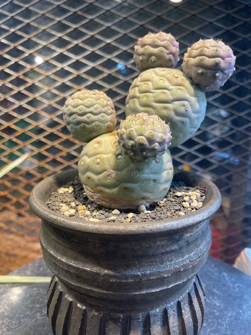 テフロカクタス　ゲオメトリクス　極上株　作家鉢