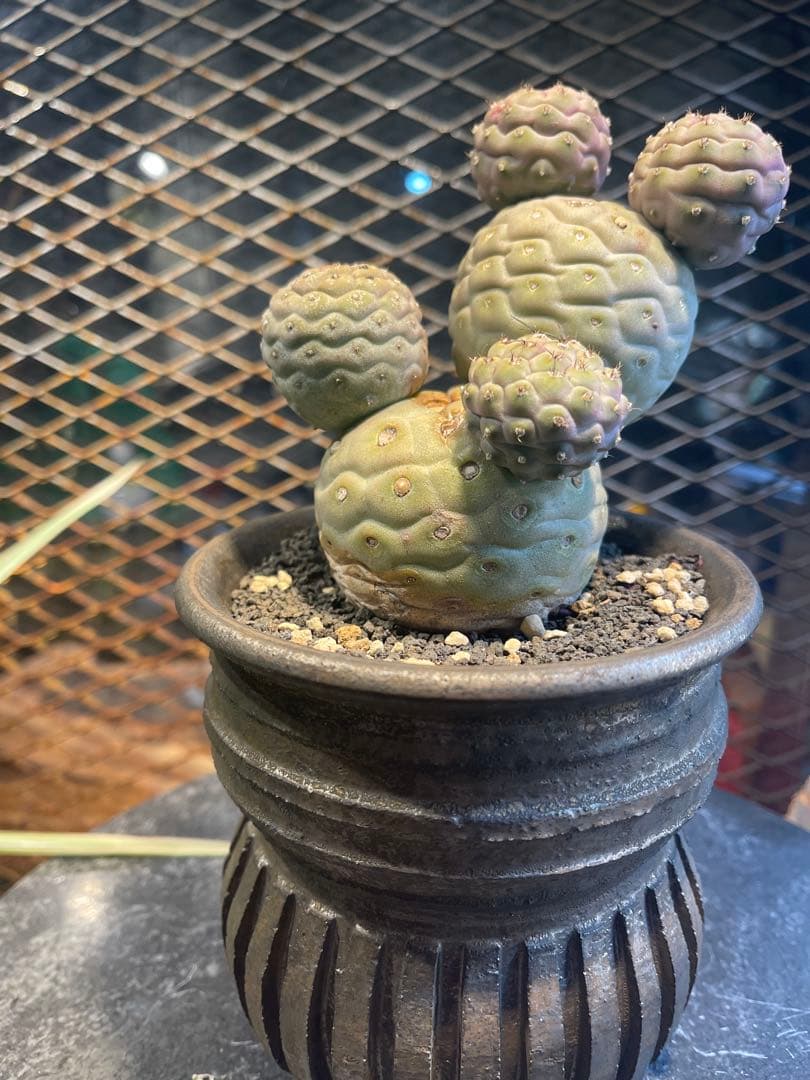 テフロカクタス　ゲオメトリクス　極上株　作家鉢