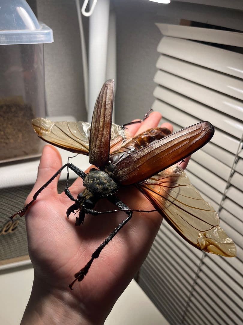 【開翅125mm】スジバネトゲフチオオウスバカミキリ ブルウスバ標本