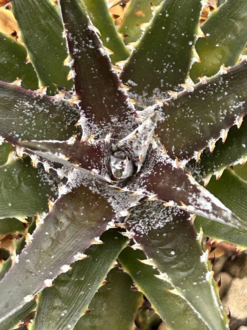 群生 DBディッキア Dyckia Bill Baker hyb #134 ⑴