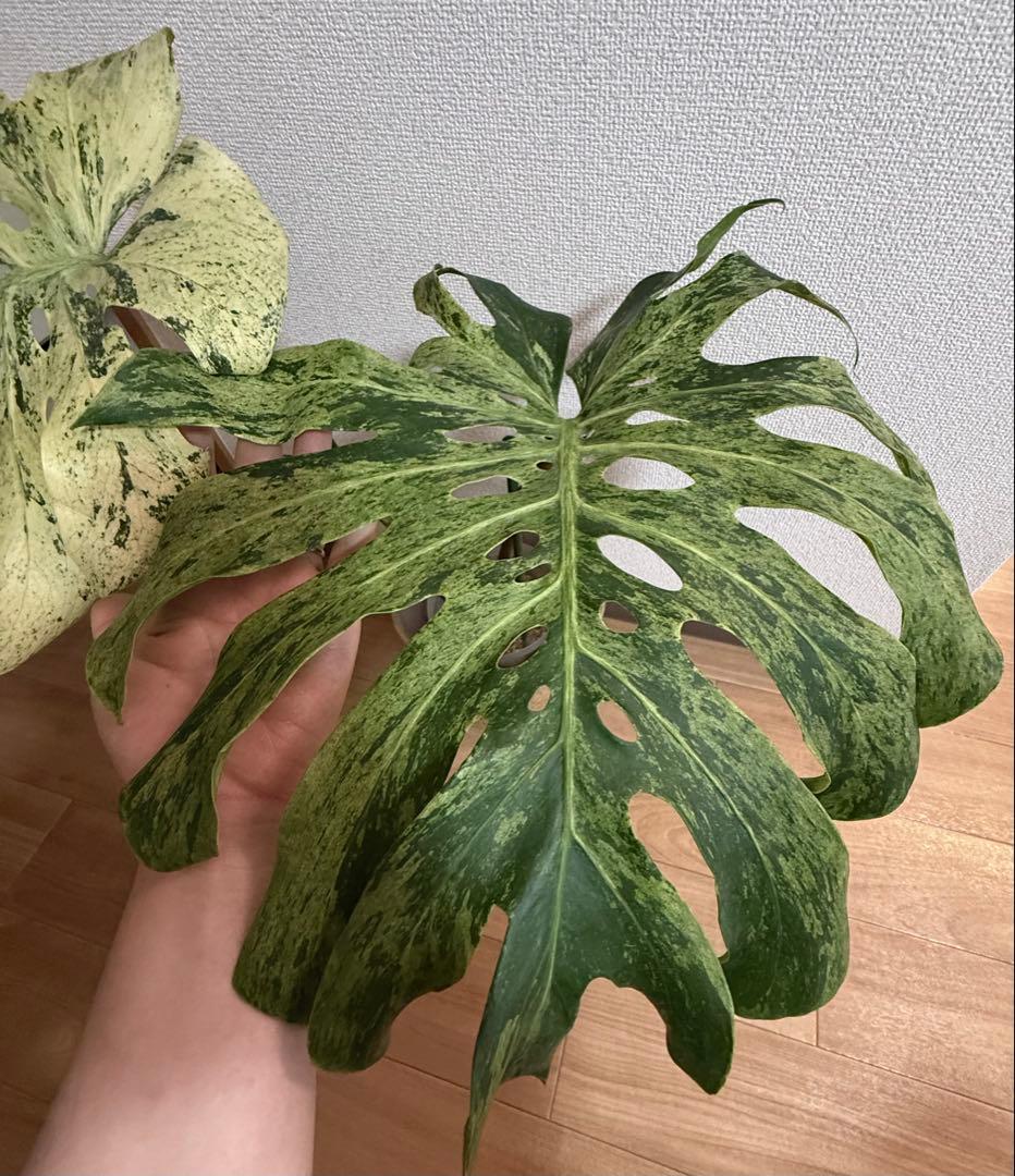 「超レア」巨大株　天津蘭　ホワイトモンスター　デリシオーサ