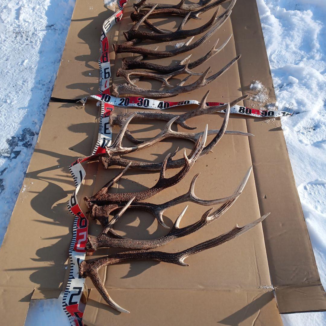 ク*ト様 天然蝦夷鹿の角 　犬のおもちゃ　 工芸品などにどうぞ　１１番