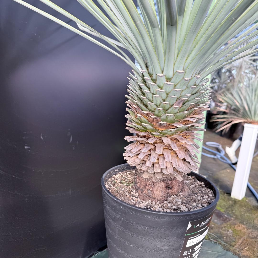 か*ず様 【AL1130】ユッカ　リギダ