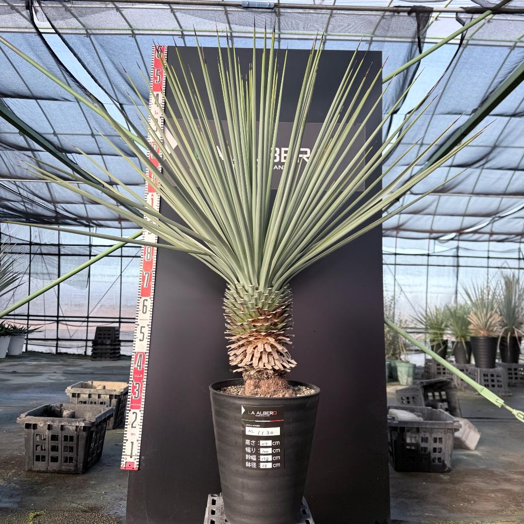 か*ず様 【AL1130】ユッカ　リギダ