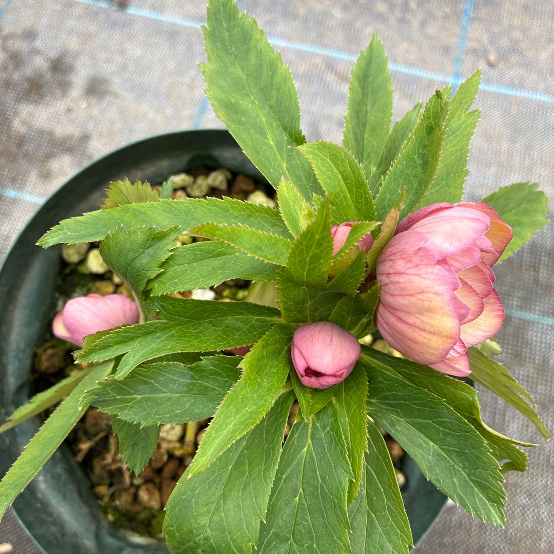 クリスマスローズ　ピンクオーレア　ピンクゴールド　６寸