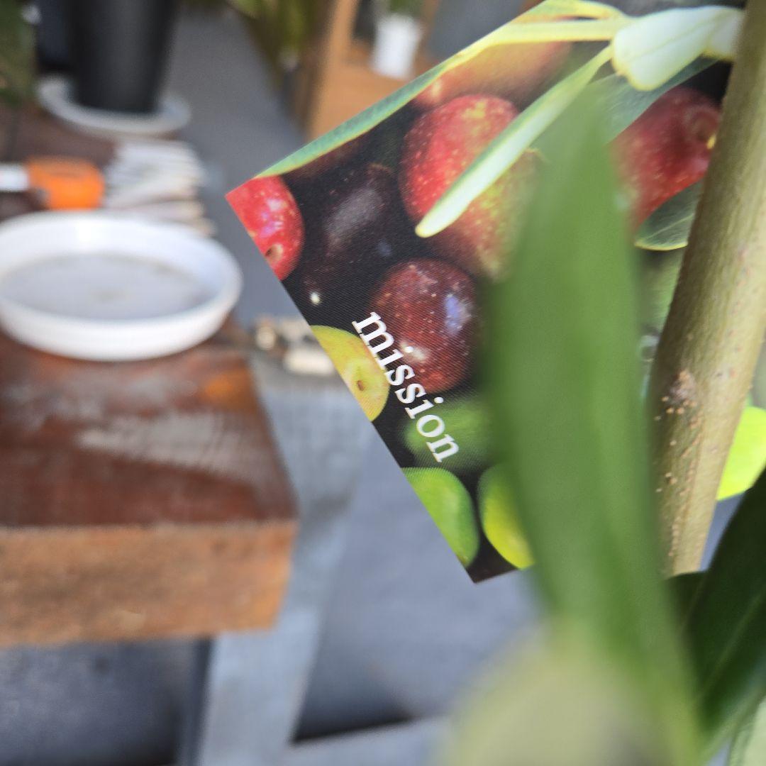 ⑫　オリーブの木souju　『ミッション』８号　特大苗木最高等級極上品‼️