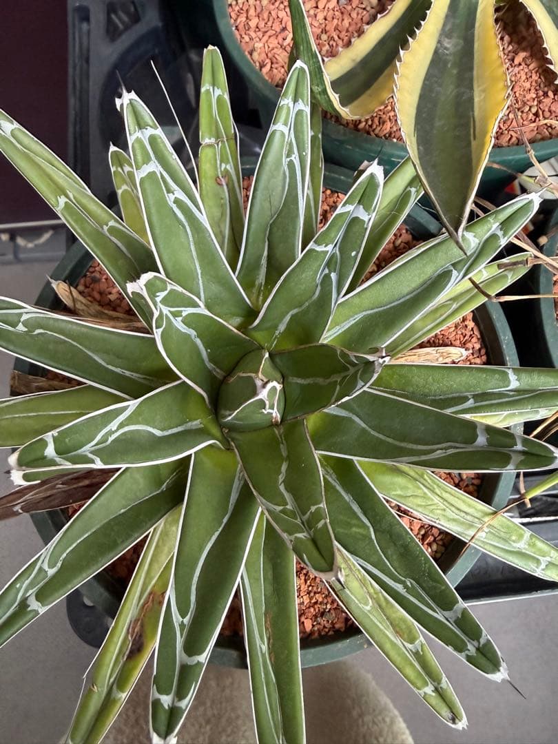 アガベ 5鉢セット