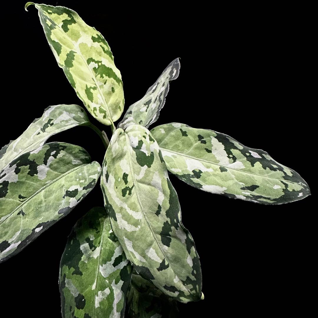 LA便 アグラオネマ ピクタム Aglaonema【LA0514-4T】