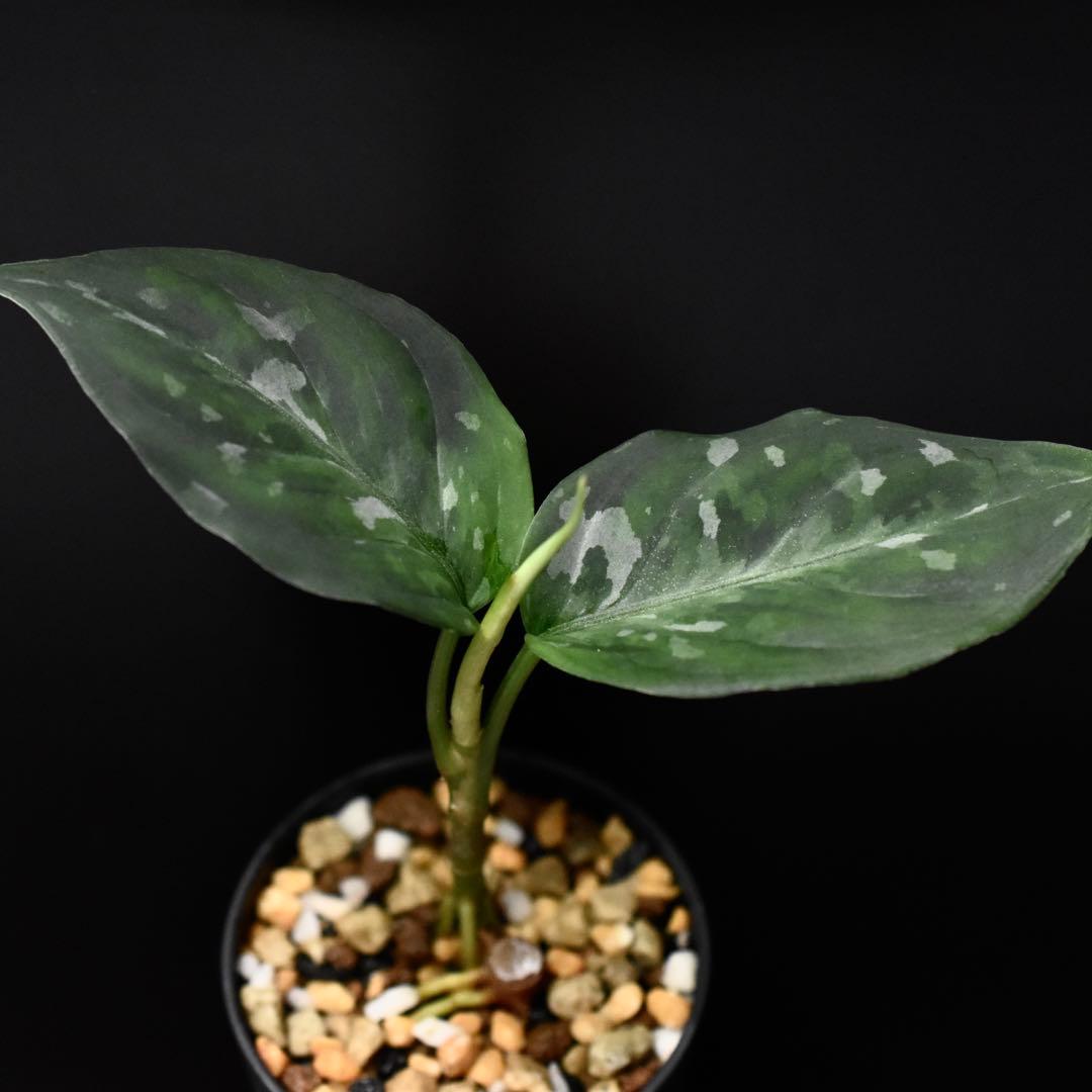 LA便 アグラオネマ ピクタム Aglaonema【LA0514-4T】
