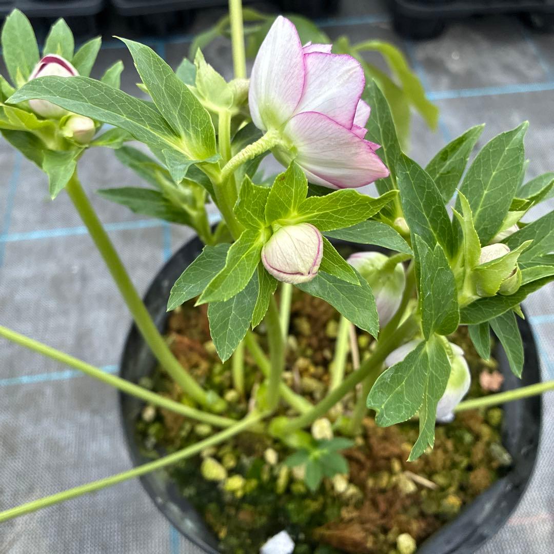 まいさんページ