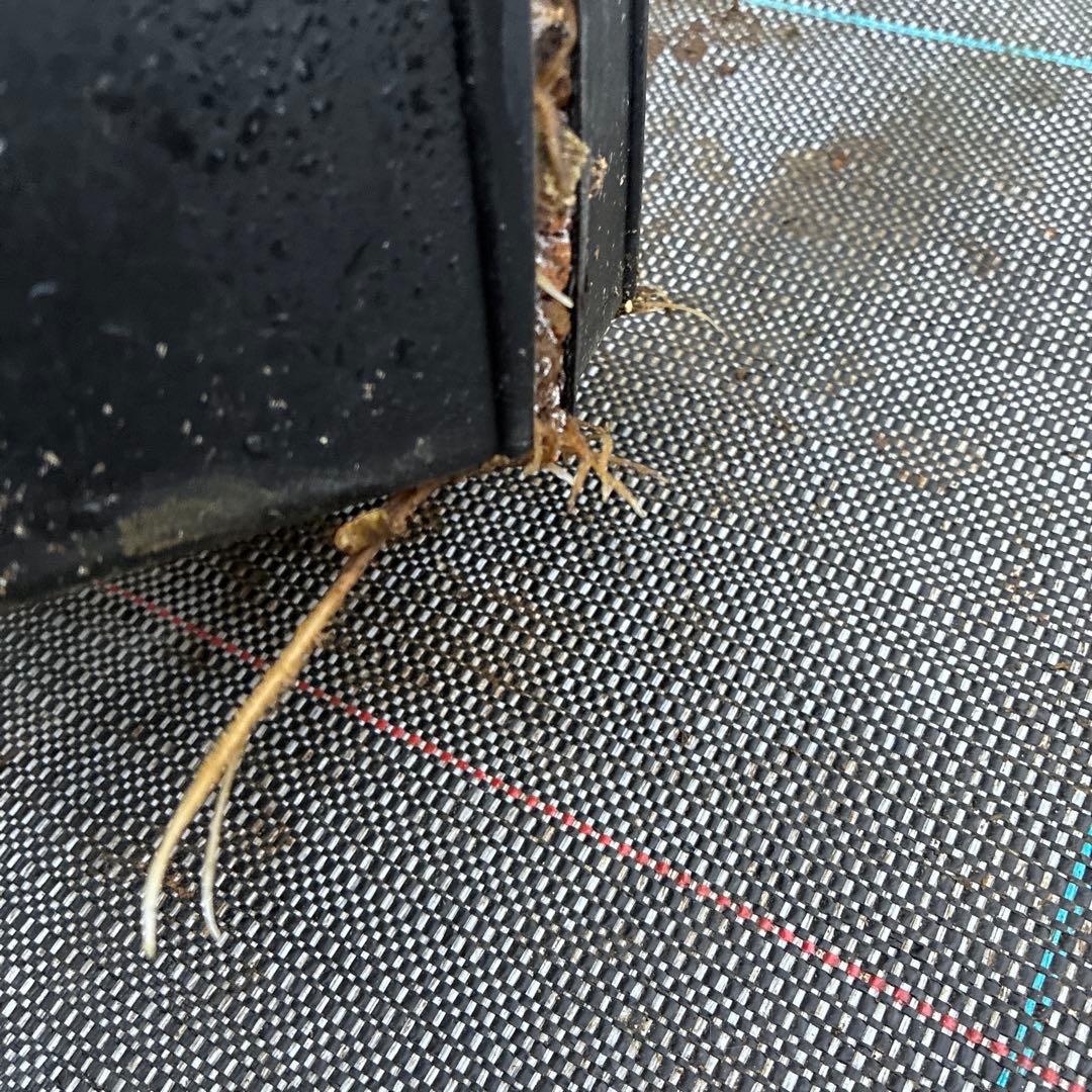 まいさんページ